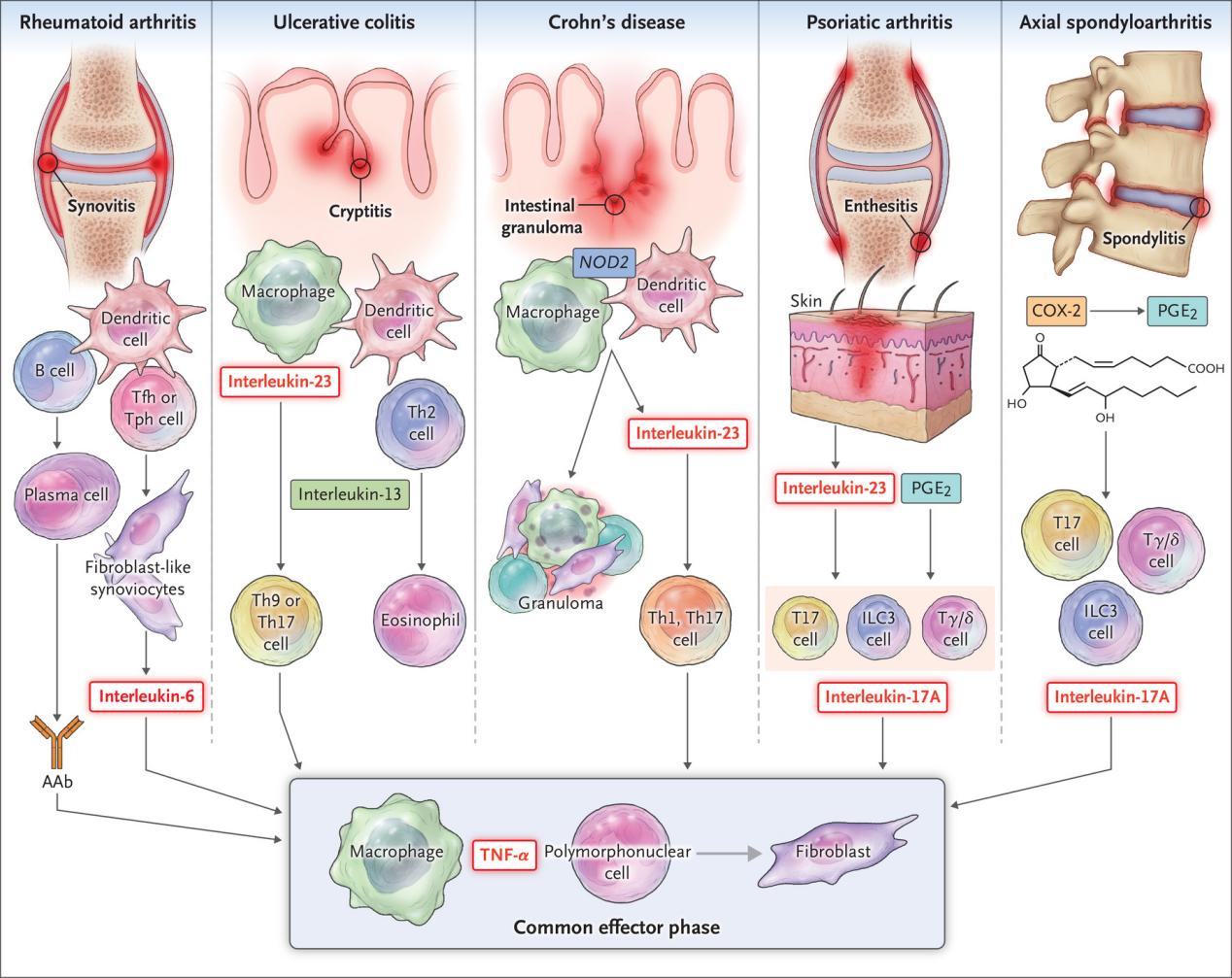 自免和炎症疾病药物开发，离不开这些小鼠