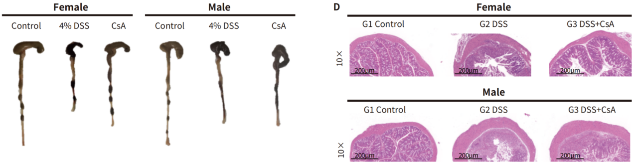 自免和炎症疾病药物开发，离不开这些小鼠