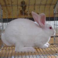 瘢痕兔子模型