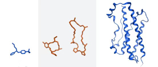 多肽类药物发展新方向——约束肽