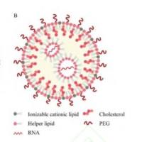 iPhos 与阳离子脂质结合的脂质体纳米颗粒（LNP)包载mRNA