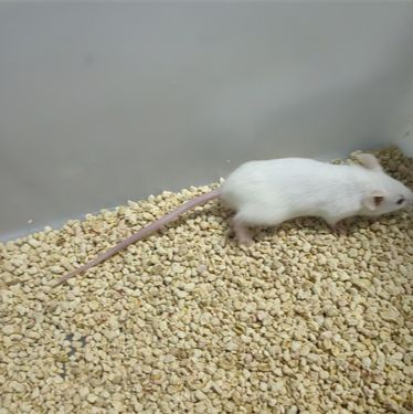 诱导腹泻小鼠模型