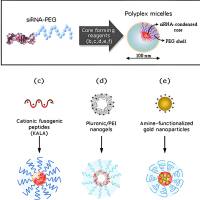 PLGA纳米粒被叶酸(FA)-壳寡糖修饰