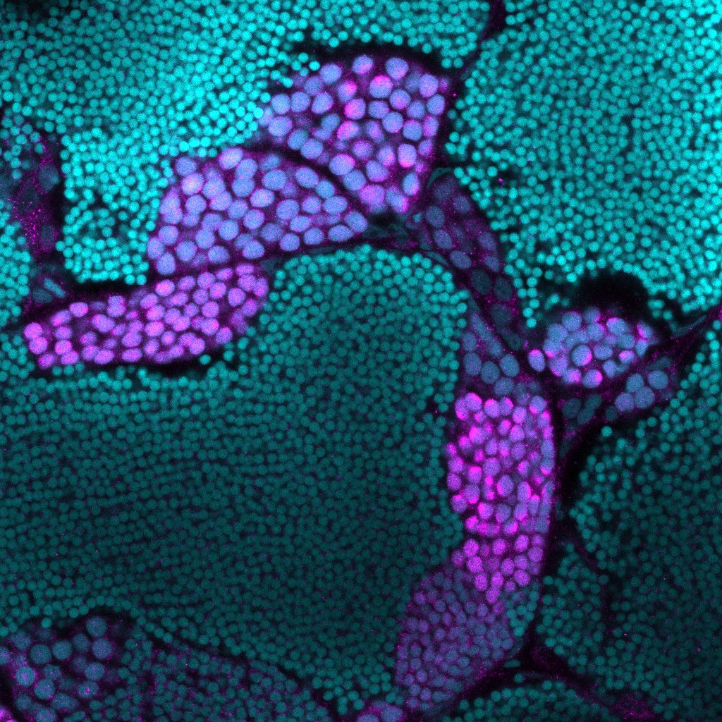 Sycp3 Rabbit Polyclonal Antibo