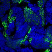 Ddx4 Rabbit Polyclonal Antibody