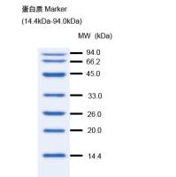 蛋白质分子量 Marker (MP102)