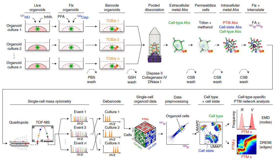 质谱流式技术新应用：类器官研究