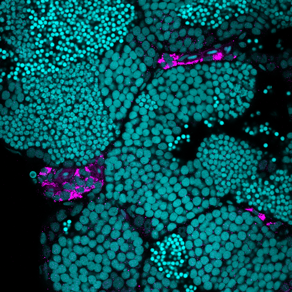 Cyp11c1 Rabbit Polyclonal Anti