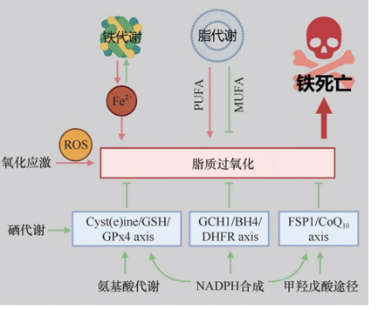 细胞代谢 | 铁死亡与脂质过氧化-Elabscience