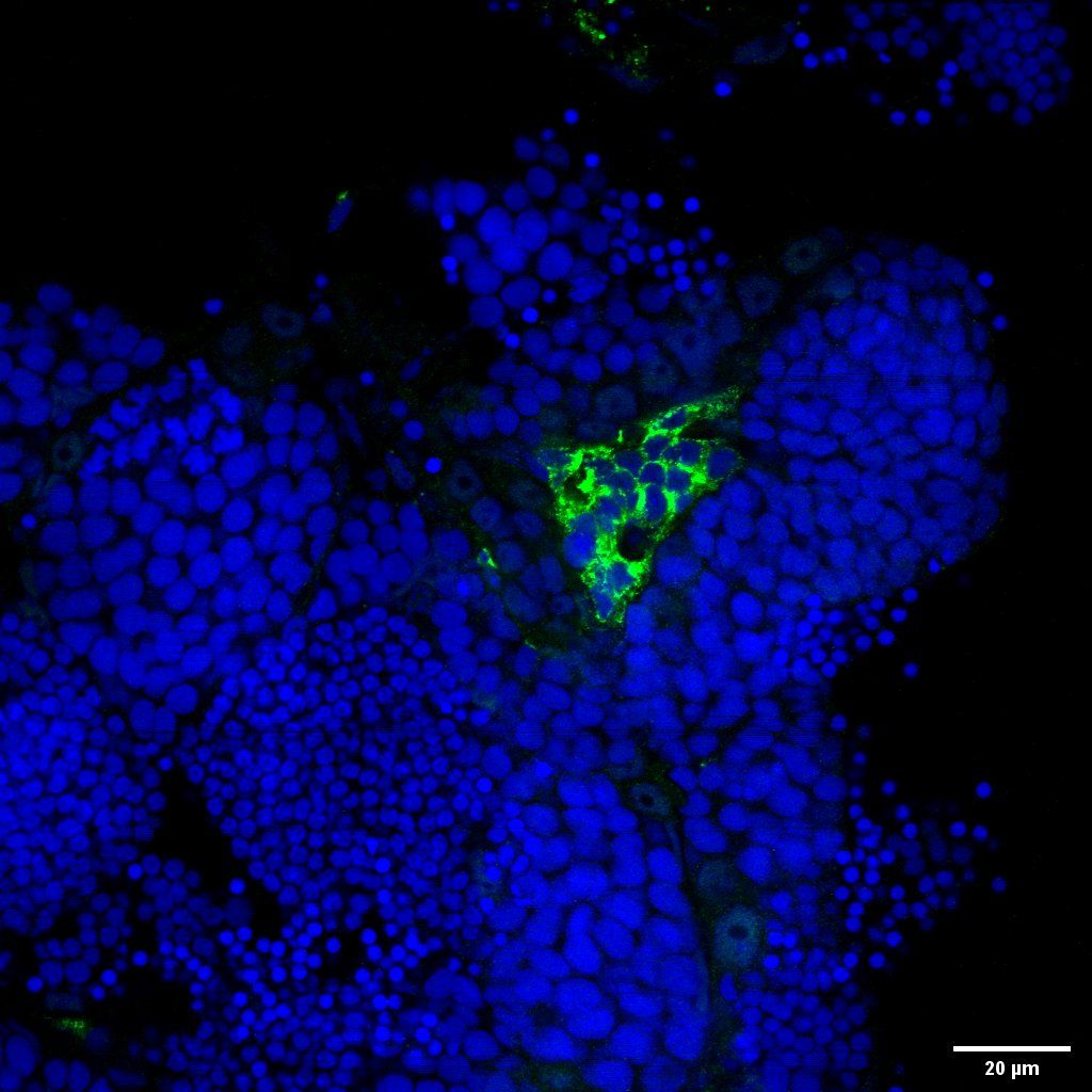 Insl3 Rabbit Polyclonal Antibody