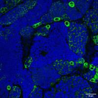 Piwil1 Rabbit Polyclonal Antibody