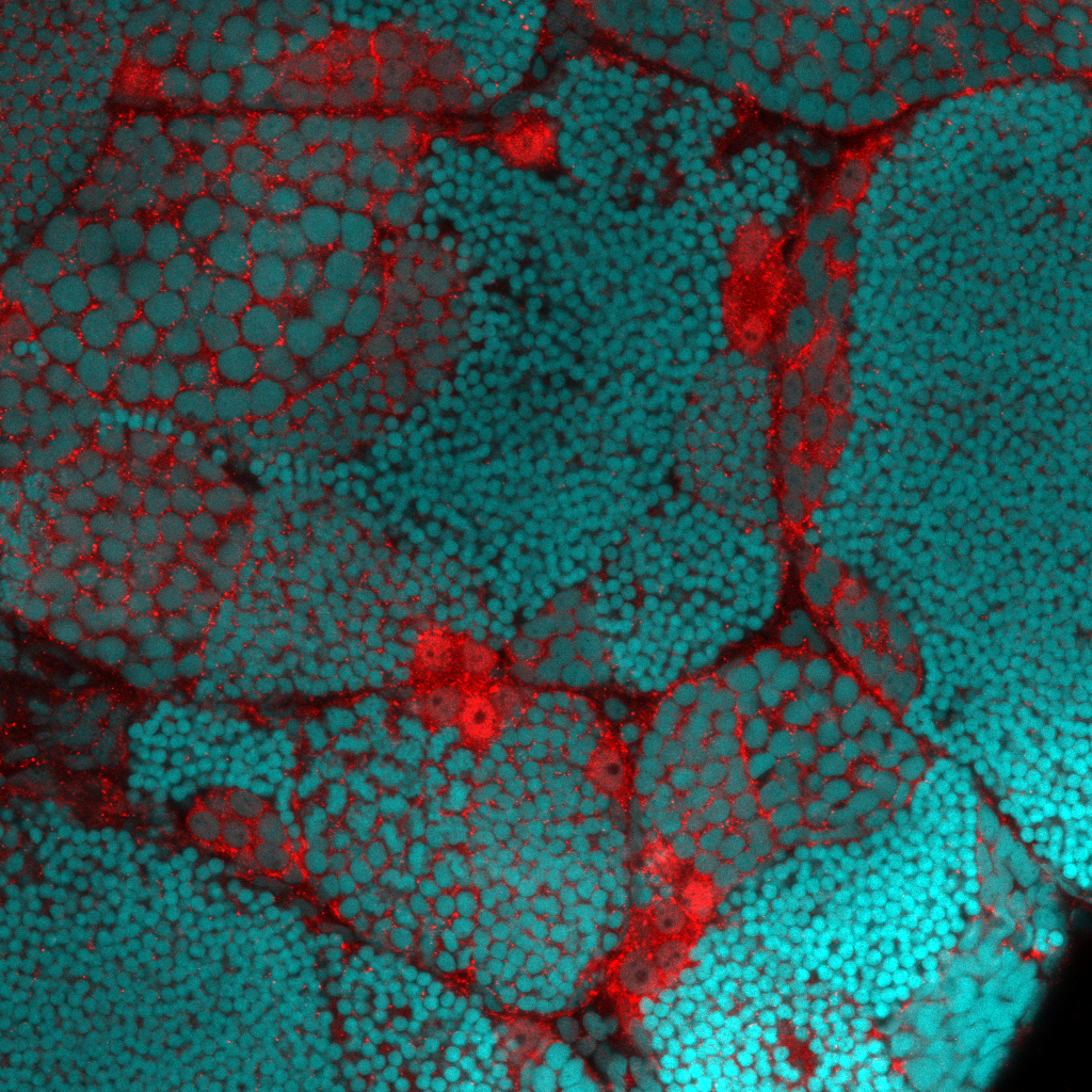 Cdh1 Rabbit Polyclonal Antibod