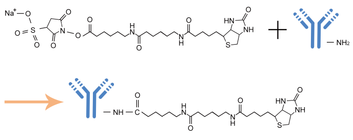 水溶性长臂生物素标记试剂盒