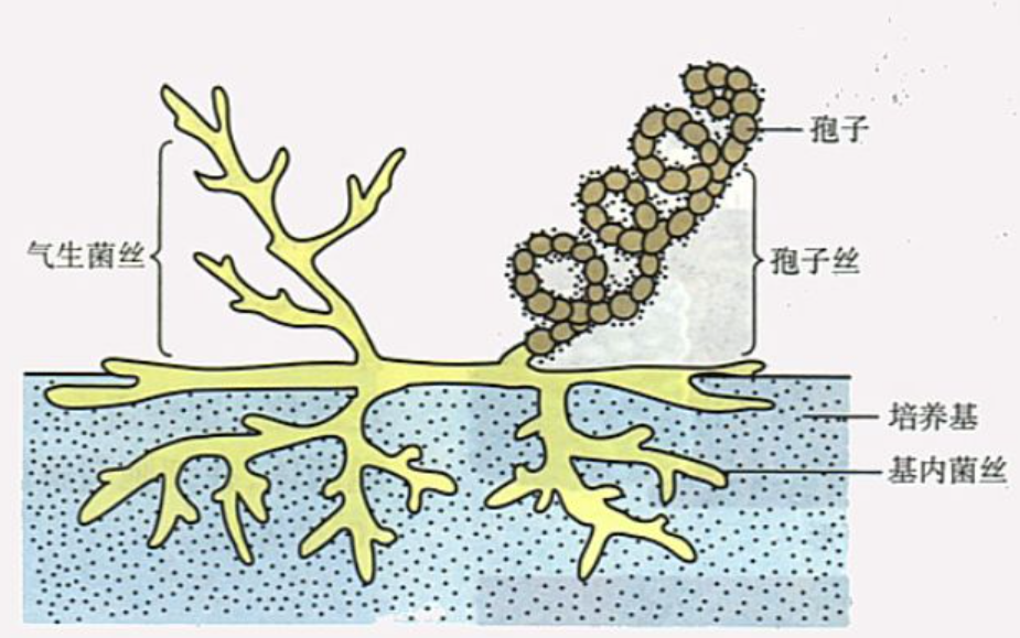 浅浅介绍下链霉菌