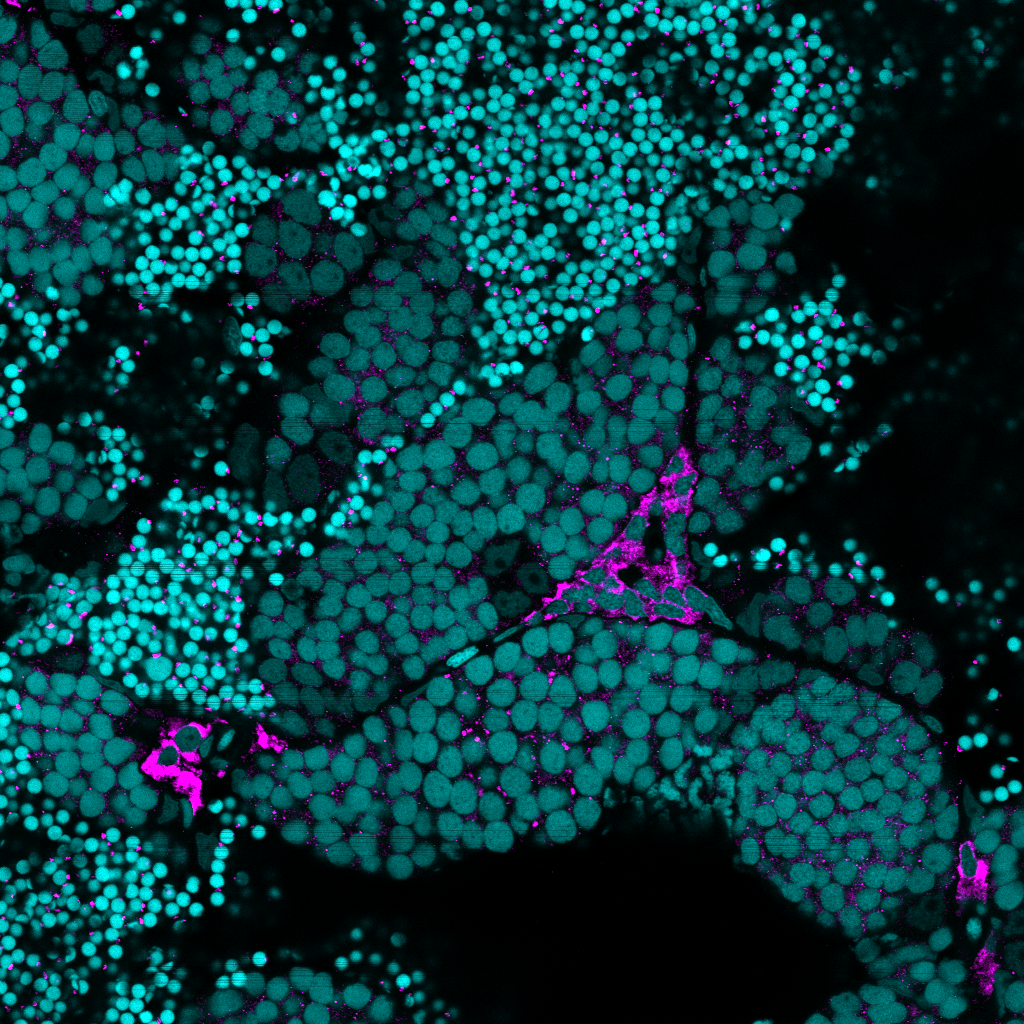 Cyp17a1 Rabbit Polyclonal Anti
