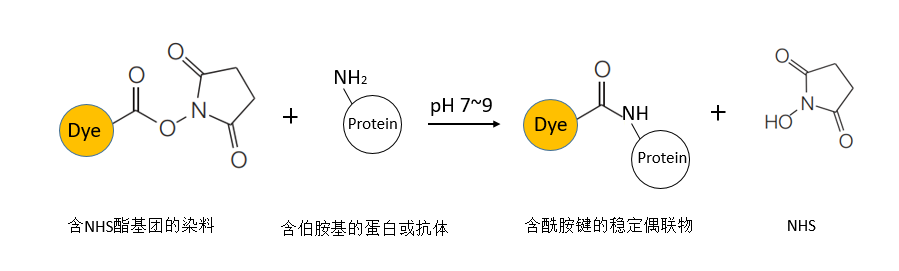 Elab Fluor® 750标记试剂盒