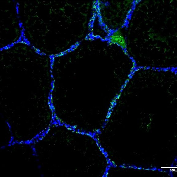 Cdh1 Rabbit Polyclonal Antibody