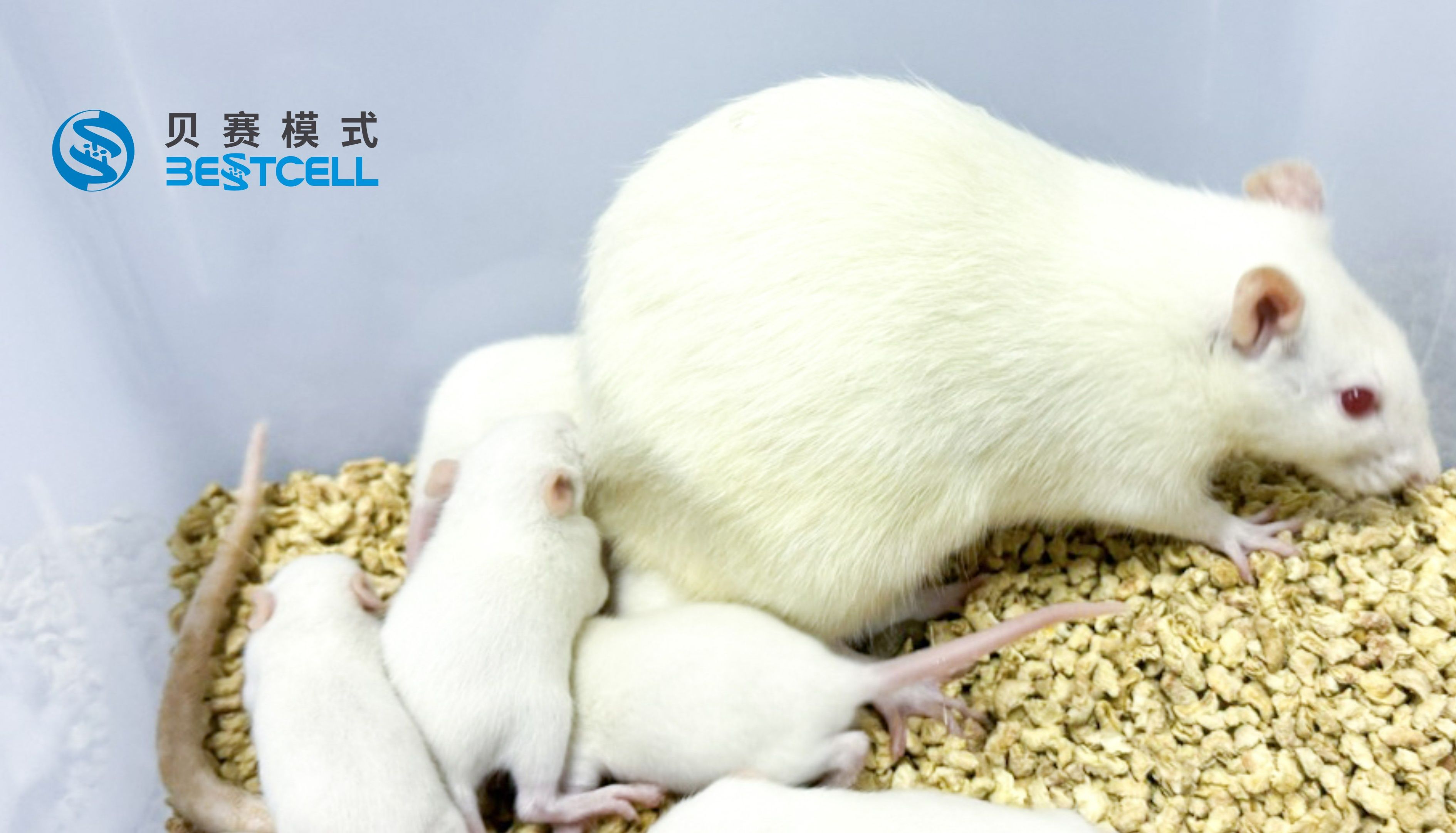 动物模型 | 小鼠胃炎模型构建