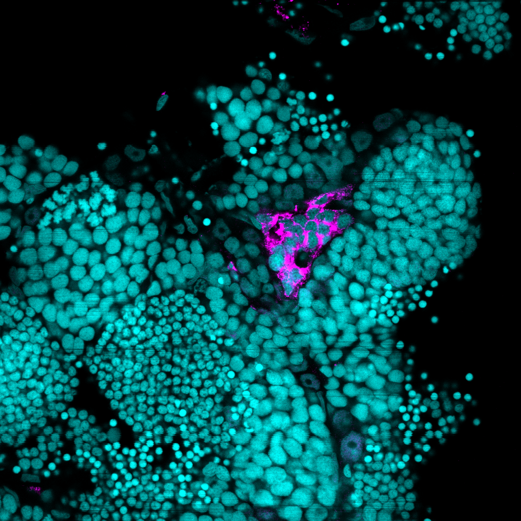 Insl3 Rabbit Polyclonal Antibo