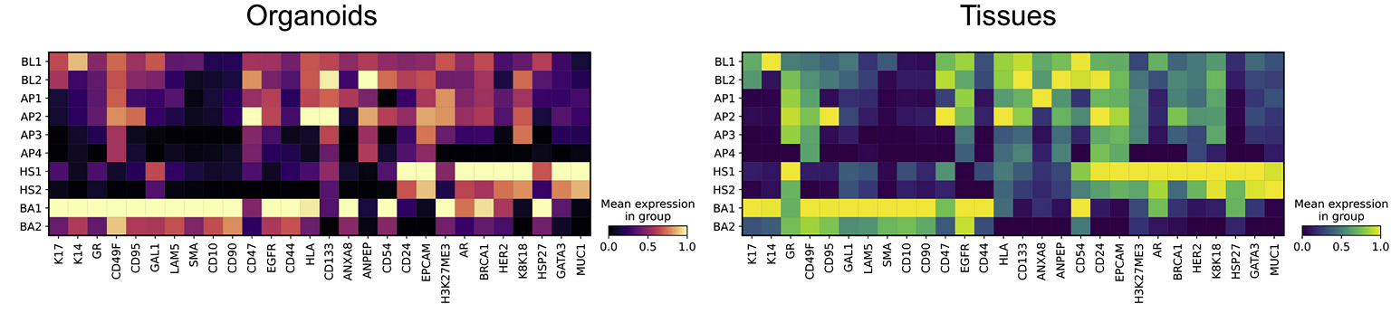 质谱流式技术新应用：类器官研究