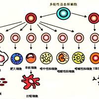 介孔普鲁士蓝纳米酶(MPBzyme)被中性粒细胞膜(NCM)包裹