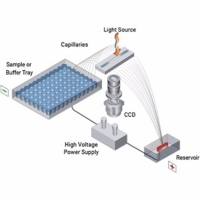 A2300-1250-3355安捷伦FA 12-毛细管阵列短型33cm适用于 5200 片段分析仪系统