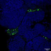 Cyp11c1 Rabbit Polyclonal Antibody