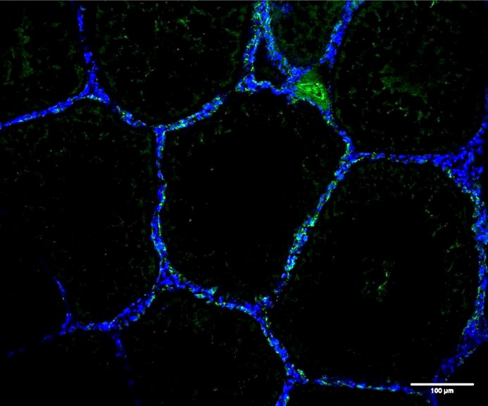 Cdh1 Rabbit Polyclonal Antibod