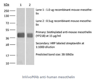 InVivoMAb抗人间皮素促销中，不要错过