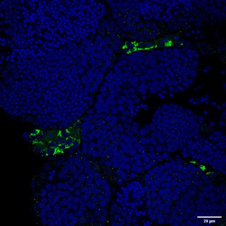 Cyp11c1 Rabbit Polyclonal Anti