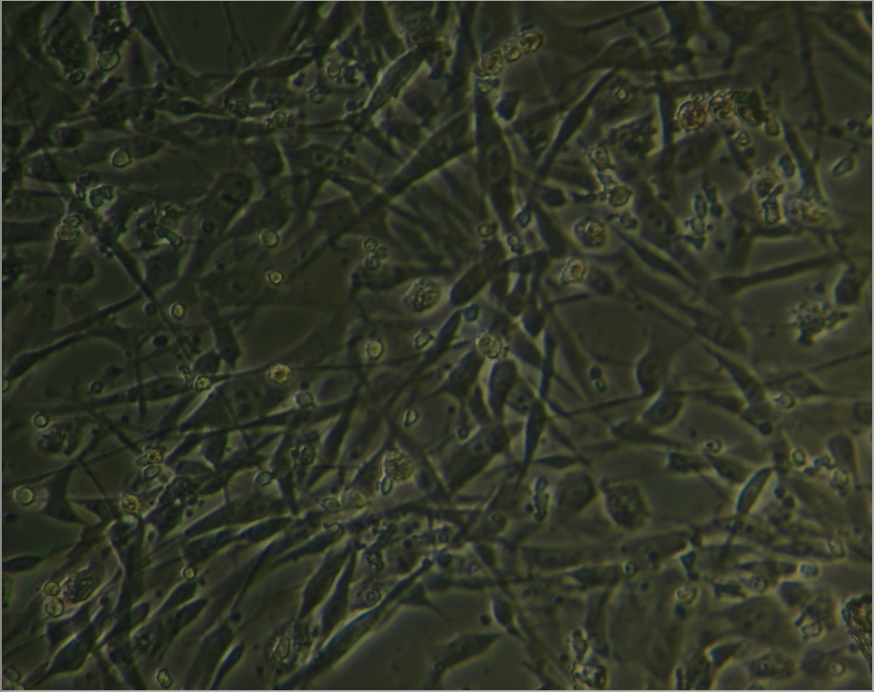 羊骨髓间充质干细胞在骨组织工程中的应用