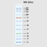 宽范围彩色预染蛋白质Marker(MP206)