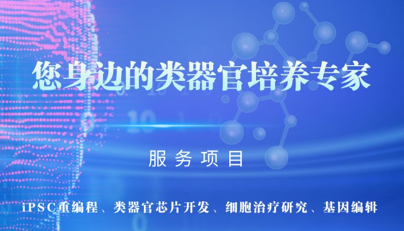 心脏与血管类器官培养技术服务介绍