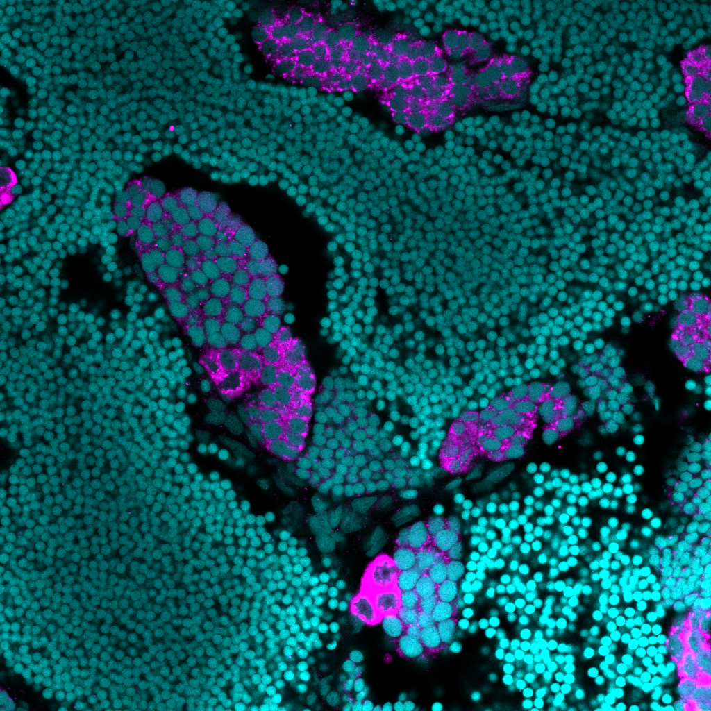 Ddx4 Rabbit Polyclonal Antibod
