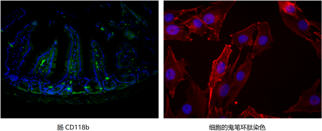 点亮细胞的秘密——免疫荧光技术