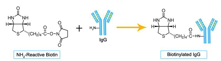 生物素标记试剂盒