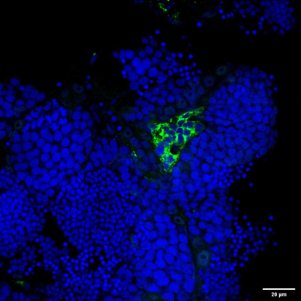 Insl3 Rabbit Polyclonal Antibo