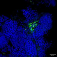 Insl3 Rabbit Polyclonal Antibody