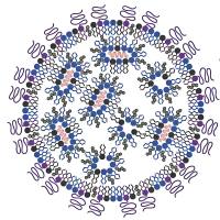 负载小干扰RNA(siRNA)的碳纳米管被阳离子聚合物修饰