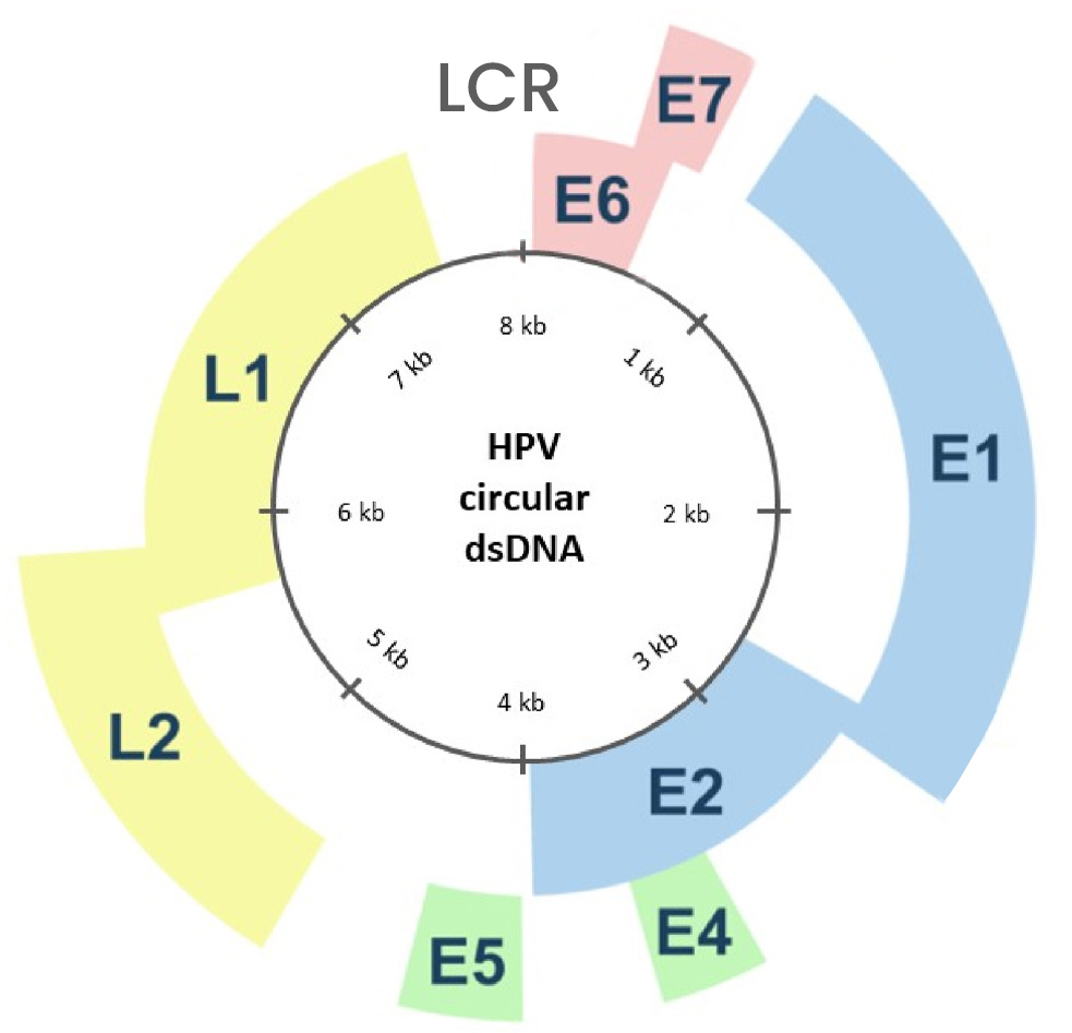 万泰生物计划把HPV疫苗卖给男人了！速来看看这个HPV疫苗解决方案
