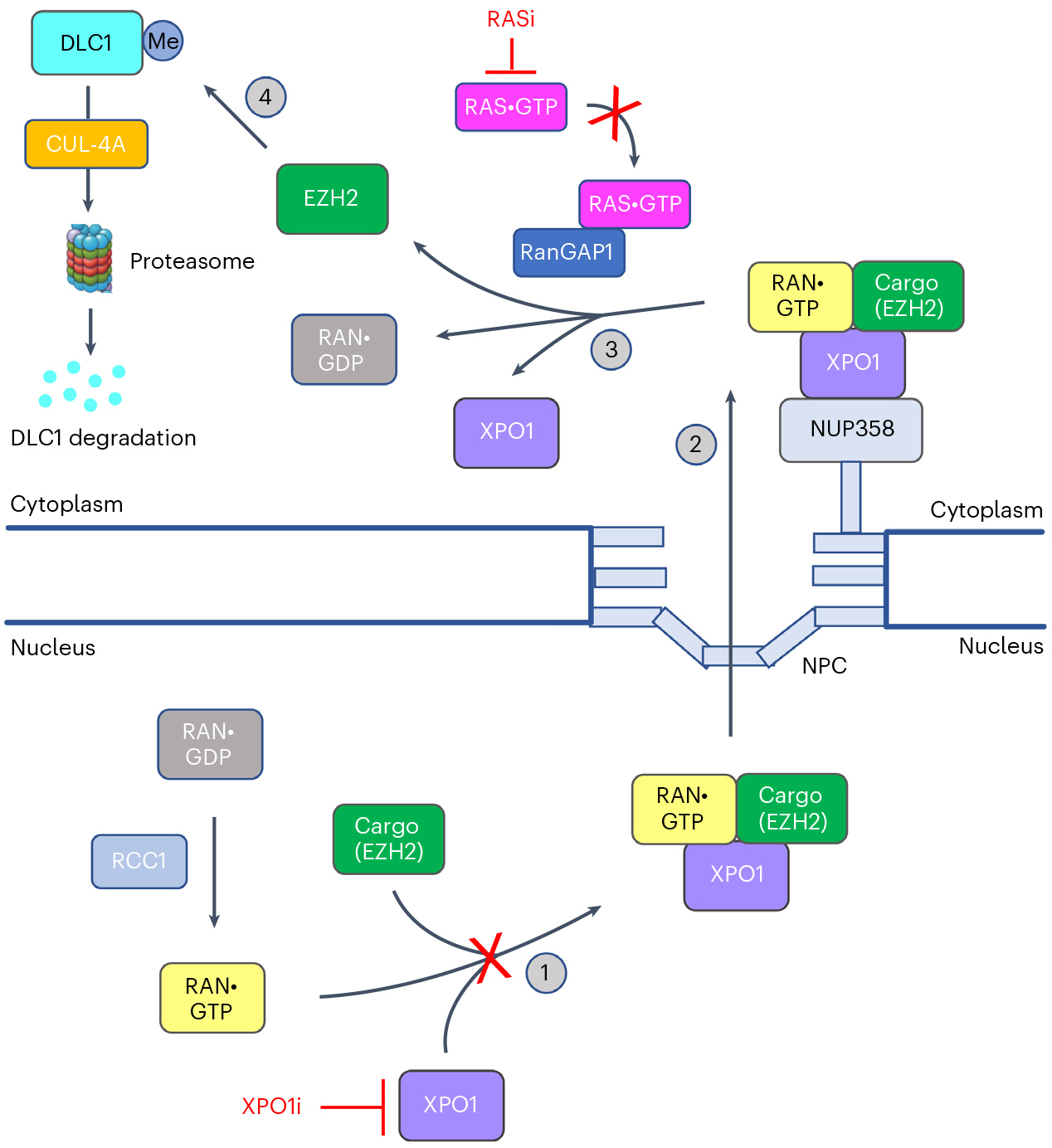 Nat Cancer：KRAS全新促癌机制进一步开拓激酶抑制剂开发思路