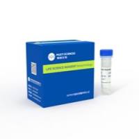 Recombinant Human EGF