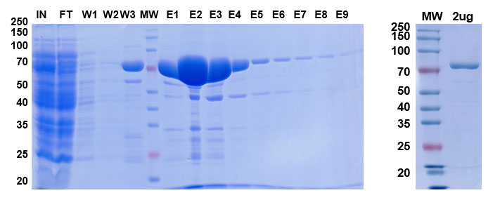 普健生物Q95YF3重组蛋白表达