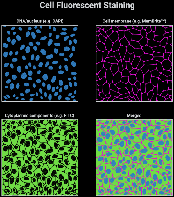 细胞功能实验篇-免疫荧光实验