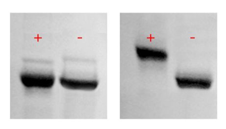 新品速递 | Glass gel磷酸化蛋白预制胶