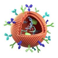 PLL通过S-S与PEG连接合成的纳米囊包载小干扰RNA（siRNA）