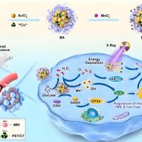 负载CuInS2-ZnS量子点偶联Fe3O4 @PB的牛血清白蛋白(BSA)纳米粒被透明质酸(HA)修饰