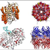 负载Cy7.5和IRDye800的牛血清白蛋白(BSA)纳米粒被透明质酸(HA)修饰