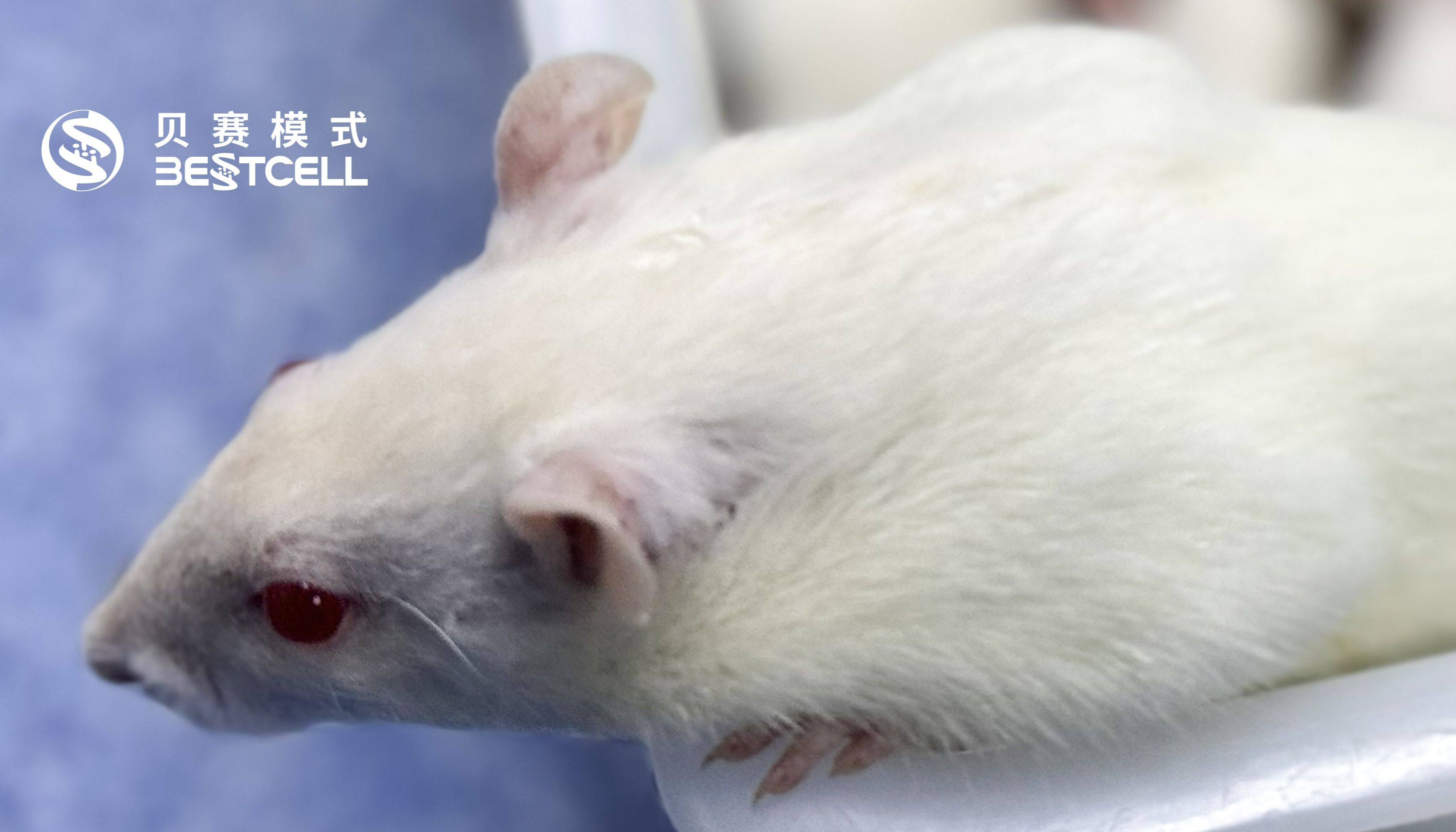 动物模型 | 腹泻型肠易激综合征（IBS-D）大鼠模型构建