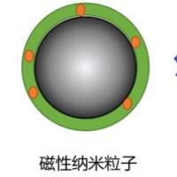 半乳糖化的PEI修饰超顺磁性氧化铁纳米颗粒（SPIONs）负载c-Met siRNA
